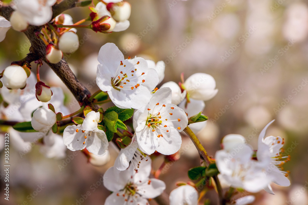Apricot branch with flowers on blurred background on a sunny day_ Apricot branch with flowers on blurred background on a sunny day_