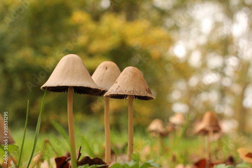 three little beige mushrooms closeup and a green background in the forest in autumn