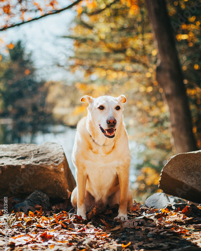 Portrait Of A Yellow Lab in Autumn Setting With River In Background