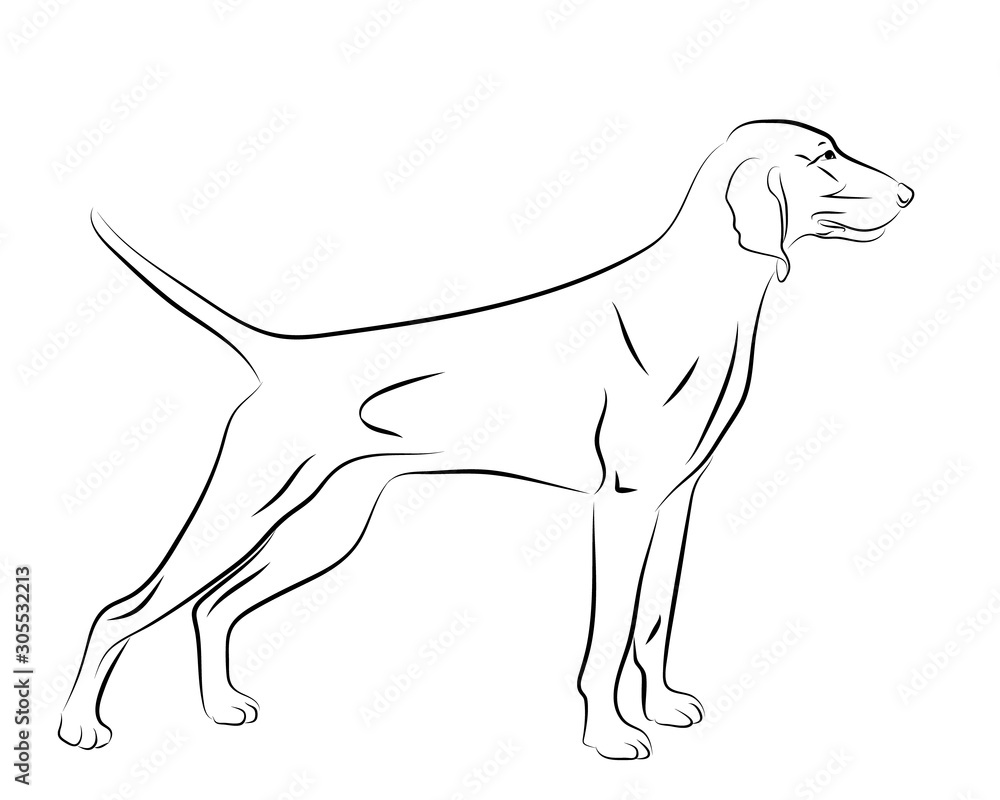 Digital Download: Weimaraner Dog Head Graphic/ Outline available as a  Vector or PNG file. Minimalist Design.