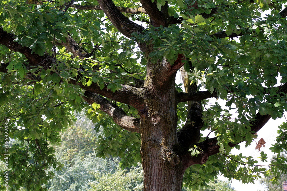 Fototapeta premium branches of tree