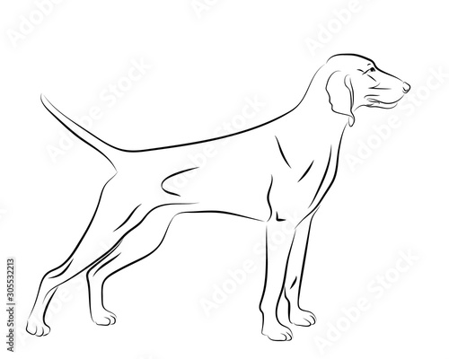 portrait contour outline, sketch, logo of Weimaraner dog hound, silhouette vector illustration