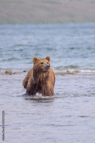 Rządząc krajobrazem, niedźwiedzie brunatne Kamczatki (Ursus arctos beringianus)