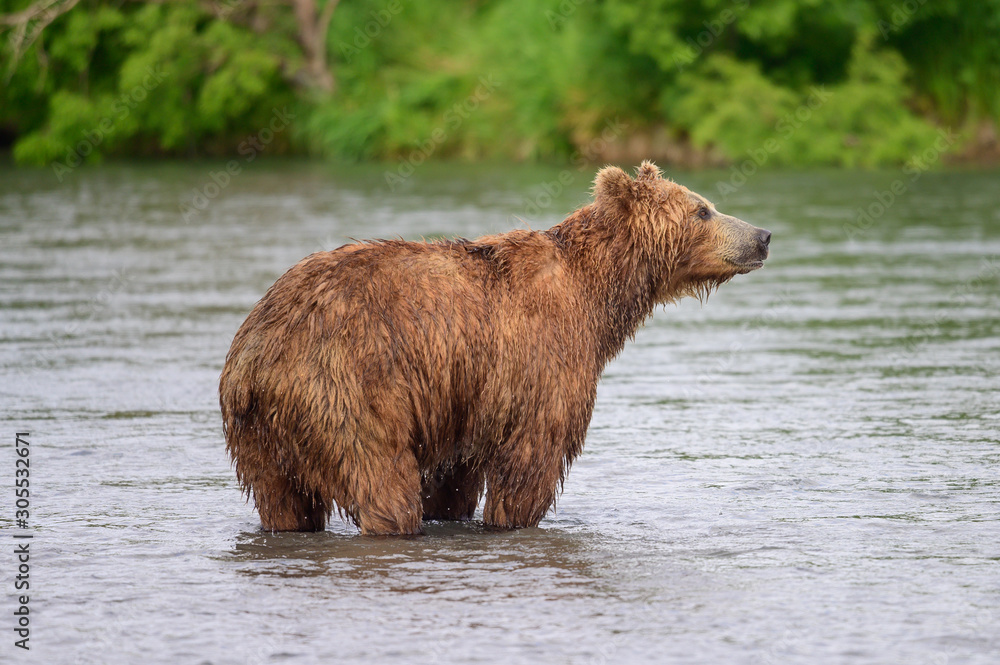 Ruling the landscape, brown bears of Kamchatka (Ursus arctos beringianus) Ruling the landscape, brown bears of Kamchatka (Ursus arctos beringianus)