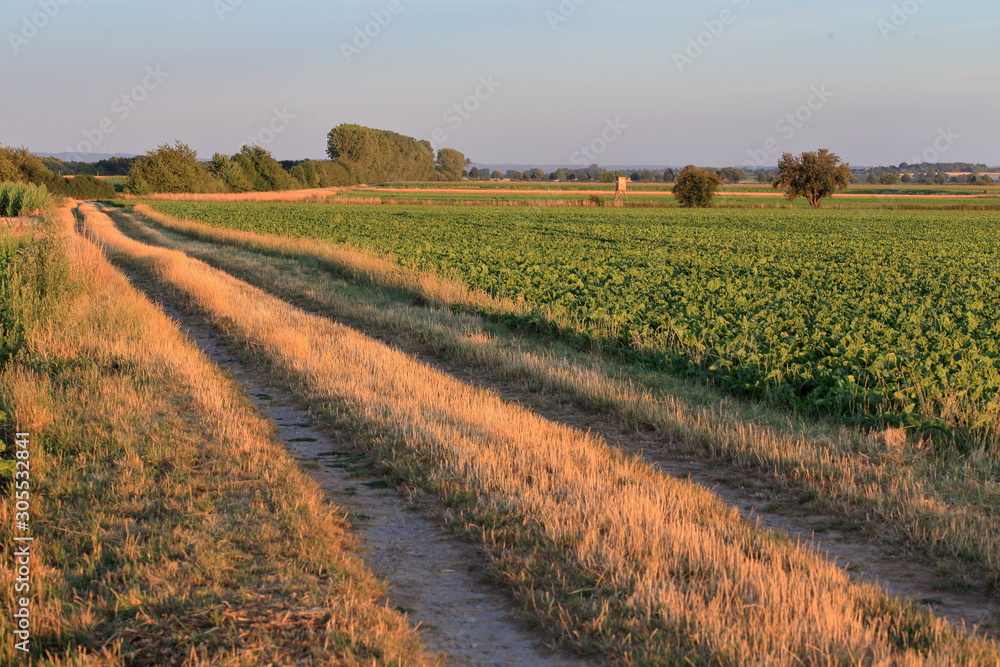 sunset rural landscape with field