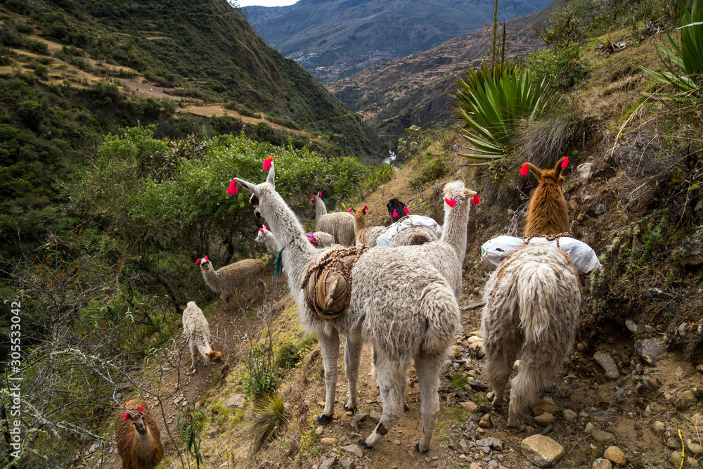 Llamas on the trekking route from Lares in the Andes.