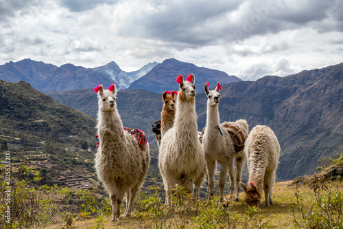 Llamas on the trekking route from Lares in the Andes. photo