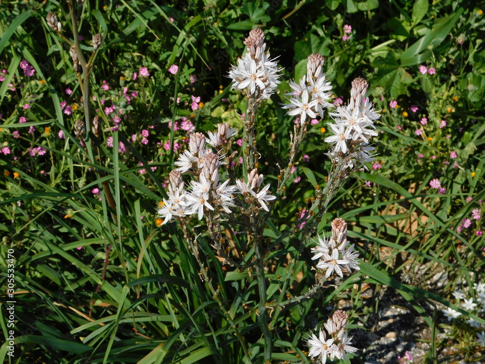 Asphodelus aestivus plant, in a spring field