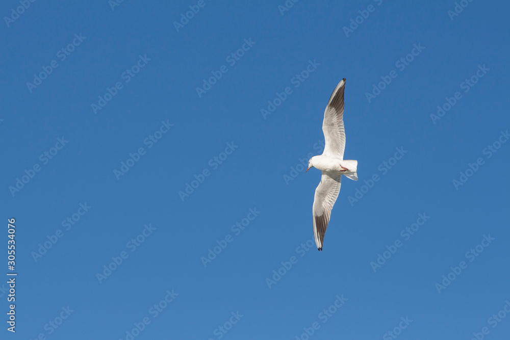 Obraz premium seagull in flight