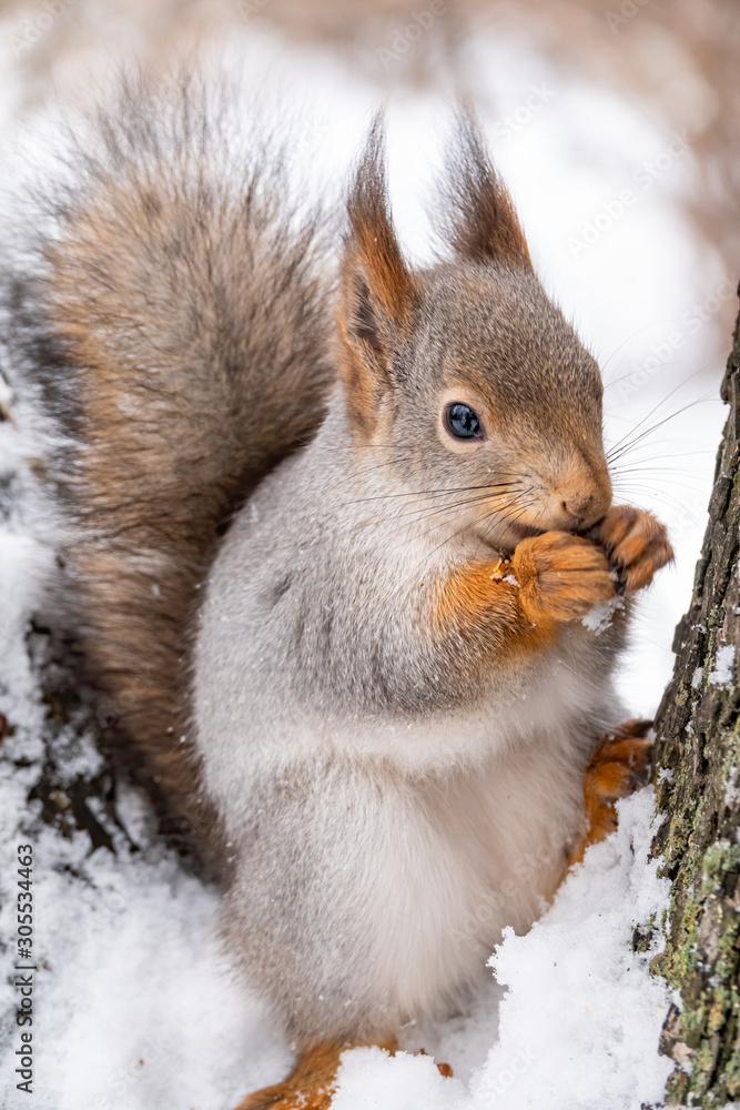 Squirrel in winter sits on a tree branch with snow. Squirrel in winter sits on a tree branch with snow.