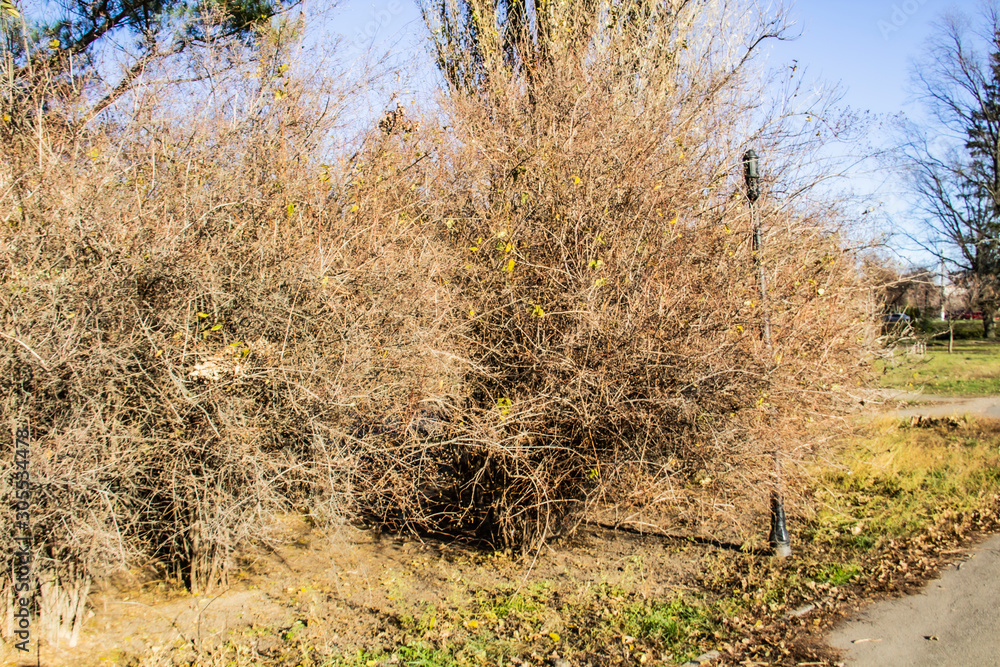 Fototapeta premium A Bush in the park. The background of bush. Park