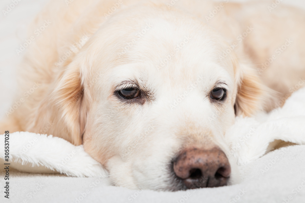 Bored sad golden retriever dog on white scandinavian style plaid. Pet warms on blanket in cold winter weather. Pets friendly and care concept. Bored sad golden retriever dog on white scandinavian style plaid. Pet warms on blanket in cold winter weather. Pets friendly and care concept.