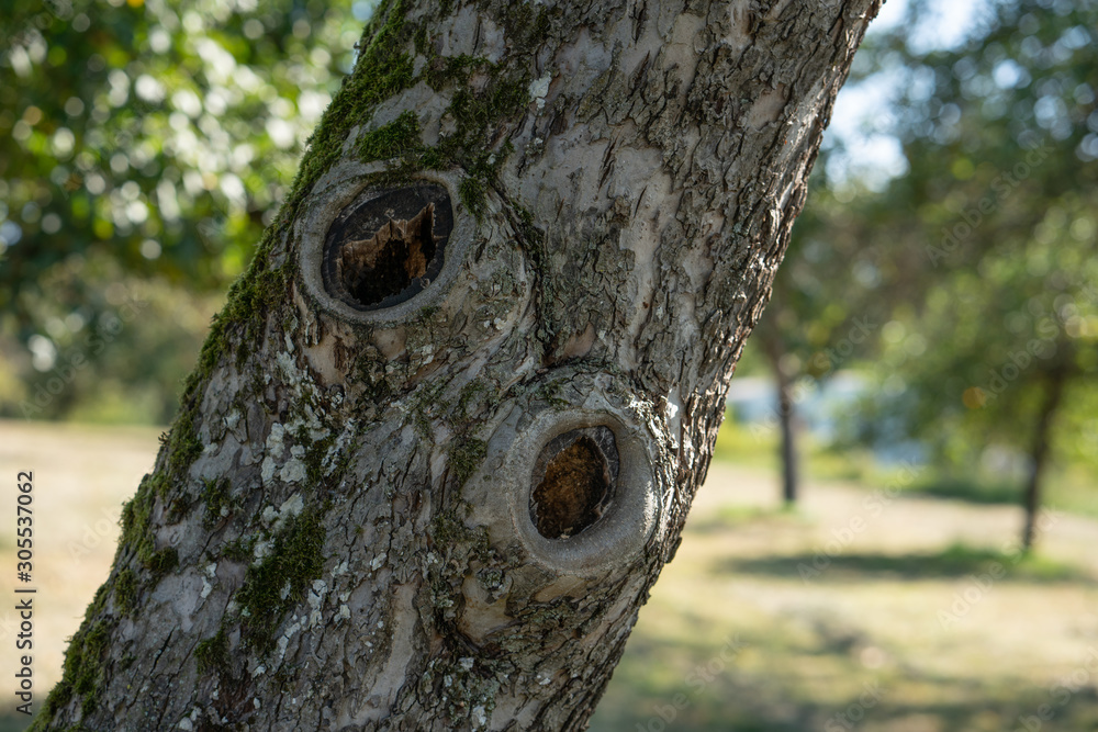 Obraz premium Detail of a tree with old bark and moss, unsharp greenery in the background