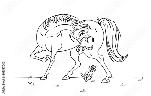 Poster for horse info graphic design.