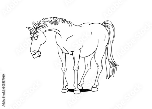 Poster for horse info graphic design.