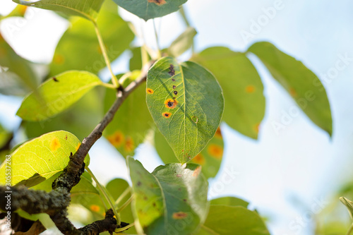 Wallpaper Mural Ill pear leaves. Fungal disease. Orange spots on pear tree. Rust - disease of a pear. Pear leaf with Gymnosporangium sabinae infestation. Infected tree. Torontodigital.ca