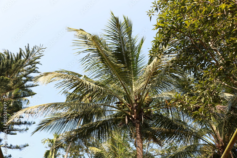 palm tree on a background of blue sky