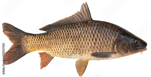 Freshwater fish isolated on white background closeup. The common carp  is a  fish in the carp family Cyprinidae, type species: Cyprinus carpio photo
