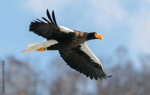 Adult Steller's sea eagle in flight. Scientific name: Haliaeetus pelagicus. Blue sky background.