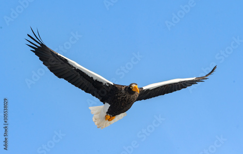 Adult Steller's sea eagle in flight. Scientific name: Haliaeetus pelagicus. Blue sky background.