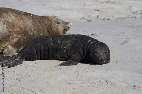 Female Southern Elephant Seal (Mirounga leonina) with a recently born pup lying on a beach on Sea Lion Island in the Falkland Islands.