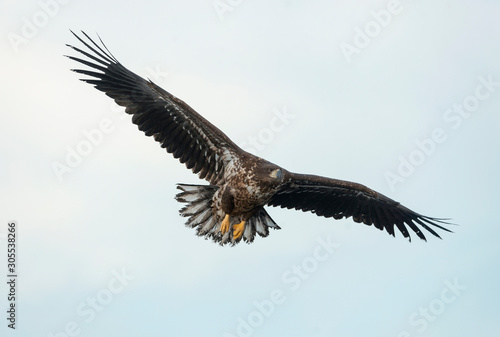 Juvenile White-tailed eagle in flight. Sky background. Scientific name: Haliaeetus albicilla, also known as the ern, erne, gray eagle, Eurasian sea eagle and white-tailed sea-eagle. © Uryadnikov Sergey