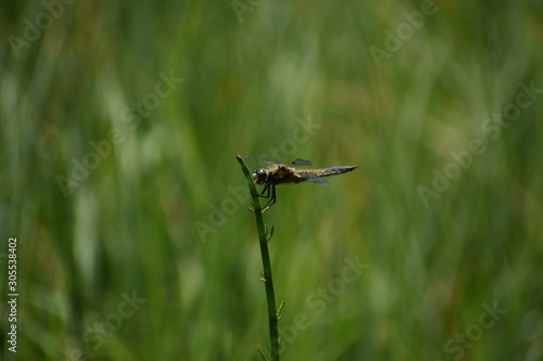 Libelle auf Grashalm © angela001