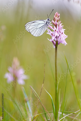 Close up of a black-veined white butterfly (Aporia crataegi) posed on a pink orchid (Dactylorhiza fuchsii). Blurred background. photo