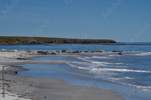 Southern Elephant Seals  Mirounga leonina  on a sandy beach on Sealion Island in the Falkland Islands.