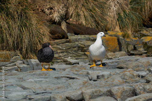 Pair of Kelp Geese (Chloephaga hybrida malvinarum) on the rocky coast of Sea Lion Island in the Falkland Islands. photo