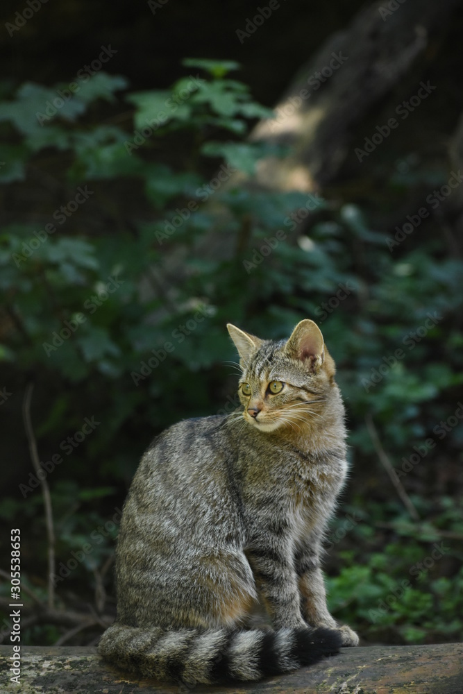 Obraz premium Wildkatze Portrait