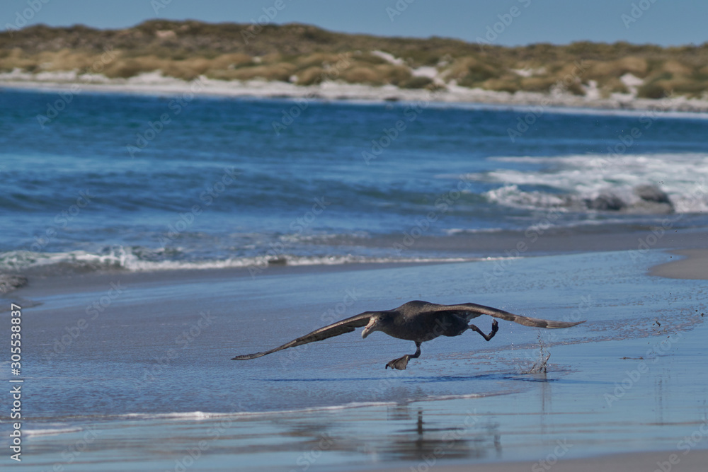 Southern Giant Petrel (Macronectes giganteus) taking off from the coast of Sea Lion Island in the Falkland Islands.