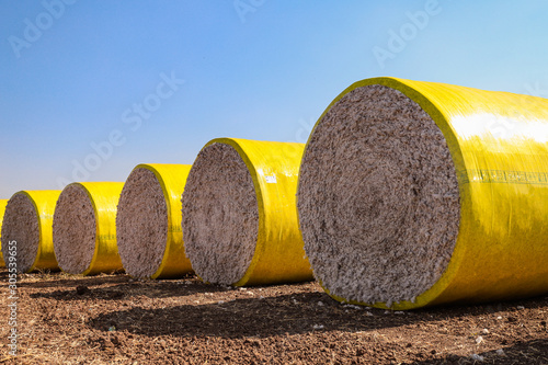 Cotton bales in bright yellow protective wrap. Round cotton bales in field after being harvested on farm.