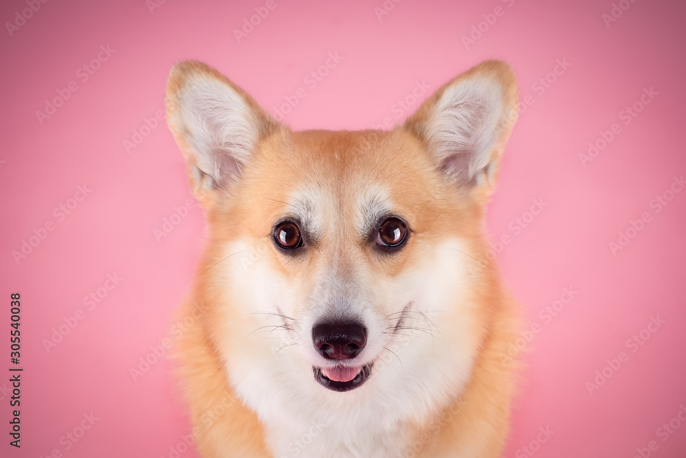 Corgi on pink bakground