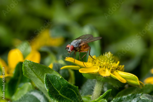 A house fly waiting on a yellow flower, green blurry background, macro shot, close-up