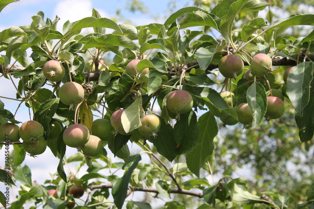 Apples on a branch in a garden in the spring Apples on a branch in a garden in the spring