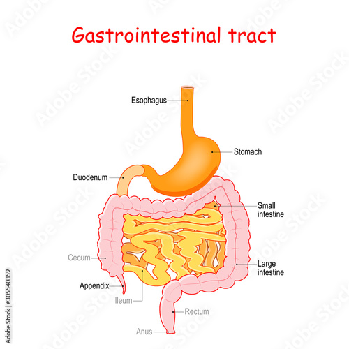 gastrointestinal tract