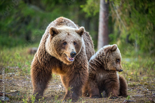 She-bear and bear-cub. Cub and Adult female of Brown Bear in the forest at summer time. Scientific name: Ursus arctos.