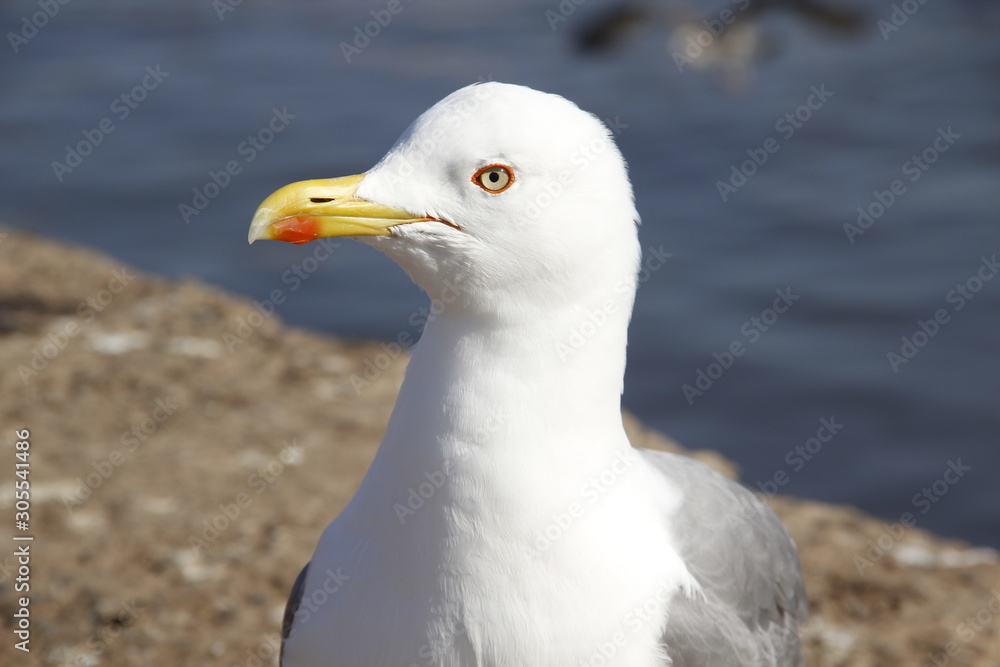 Essaouira, Morocco »; Spring 2017: Detail of beautiful seagulls on the coast of Essaouira Essaouira, Morocco »; Spring 2017: Detail of beautiful seagulls on the coast of Essaouira