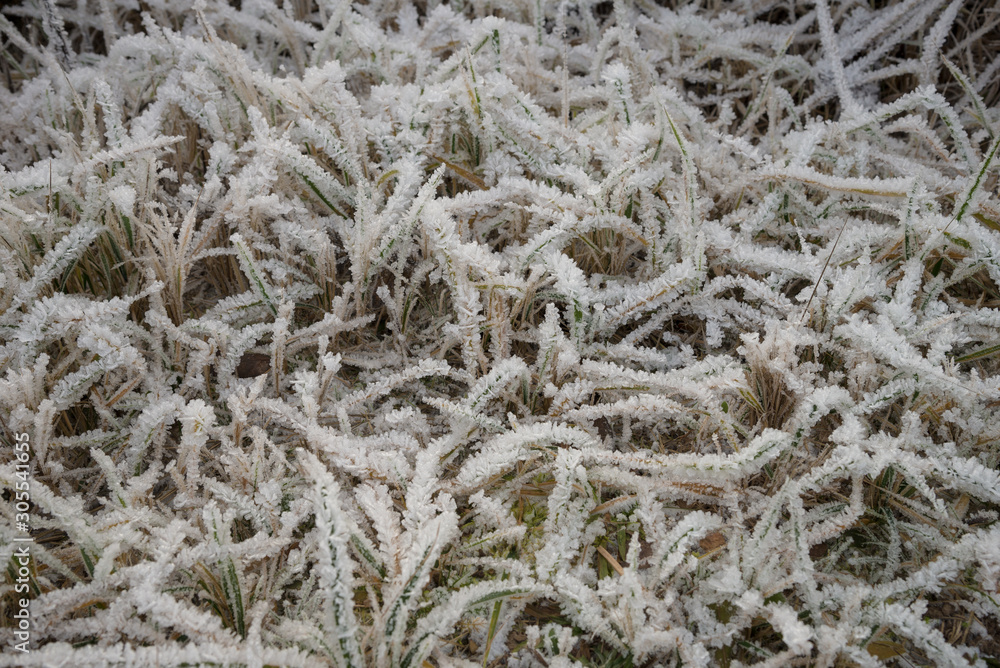 Thick frost on grass in field in late autumn