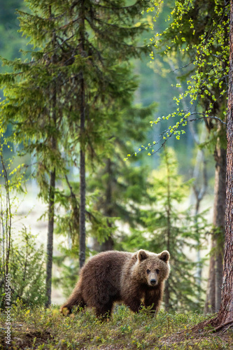 Brown bear cub in the summer forest. Scientific name: Ursus arctos.