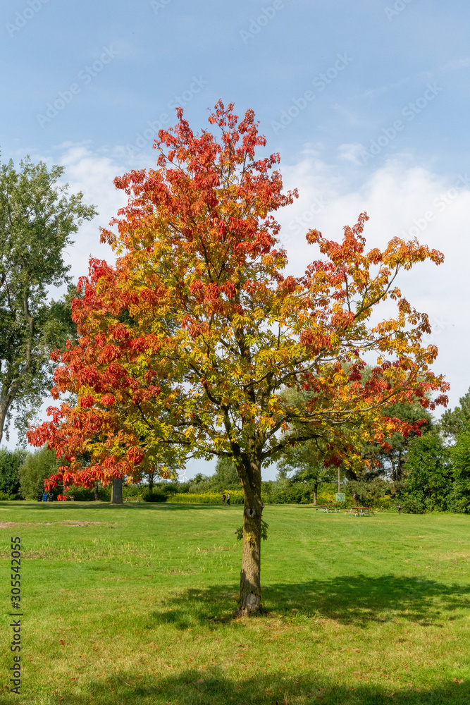 Naklejka premium Herbsanfang auf Toronto Island