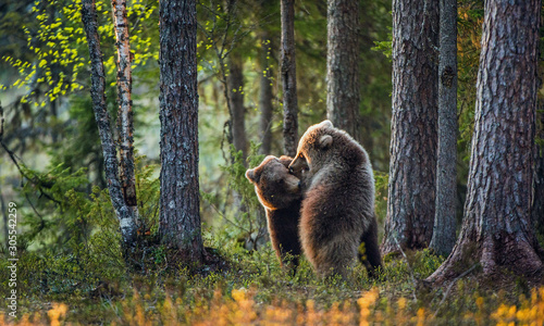 Brown bear cubs playing in the forest. Sceintific name: Ursus arctos. © Uryadnikov Sergey