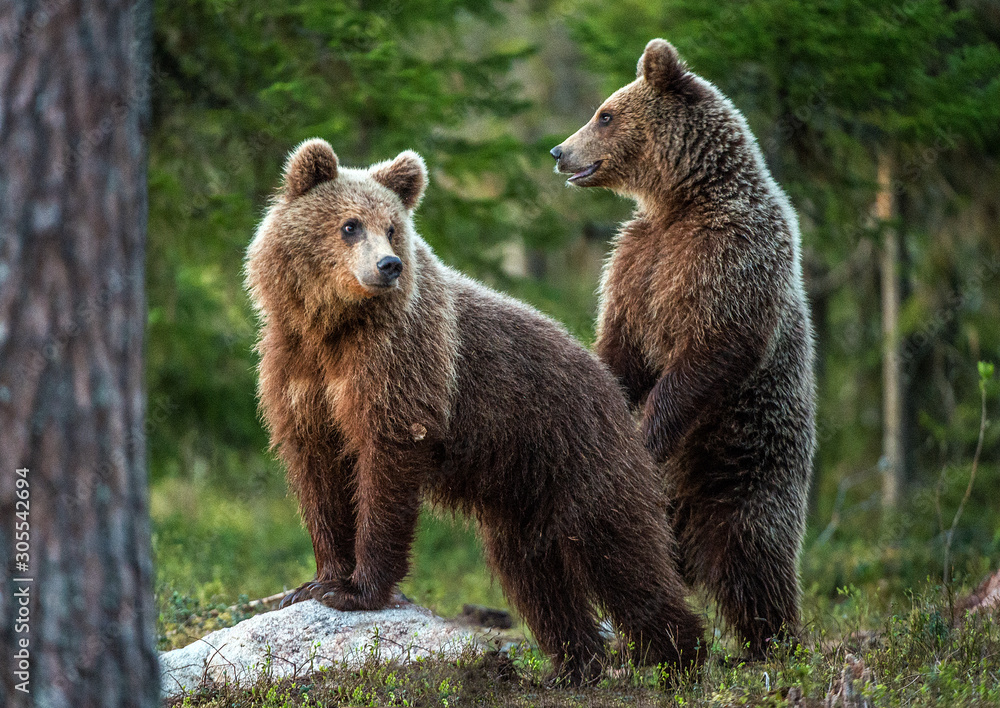 Brown bear stands on its hind legs. Scientific name: Ursus arctos. In the summer forest. Brown bear stands on its hind legs. Scientific name: Ursus arctos. In the summer forest.