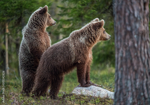 Brown bear stands on its hind legs. Scientific name: Ursus arctos. In the summer forest.