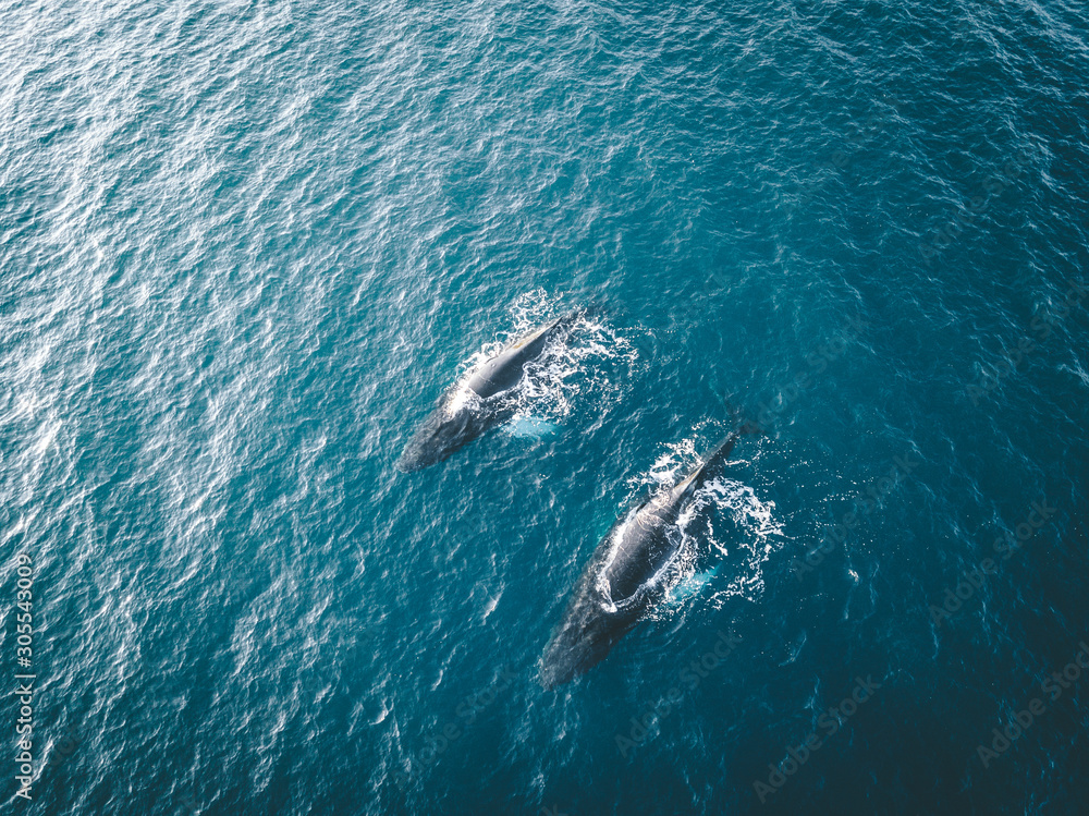 Naklejka premium Aerial view of several humpback whales diving in the ocean with blue water and blow. Showing white fin in atlantic ocean. Photo taken in Greenland Disko bay island.