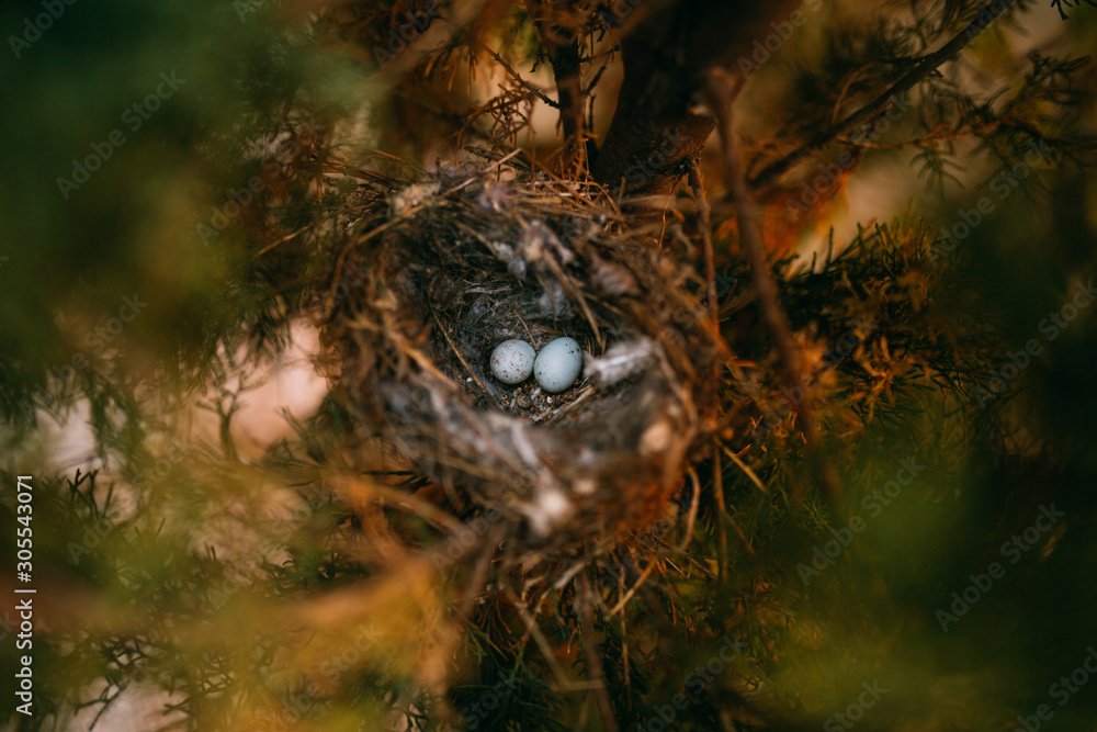 From above nest with small bird eggs placed on branches of thin conifer