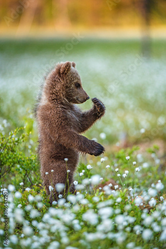 Brown bear cub stands on its hind legs. Scientific name: Ursus arctos. White flowers on the bog in the summer forest.