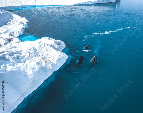 3 Humpback Whale dive near Ilulissat among icebergs. Their source is by the Jakobshavn glacier. The source of icebergs is a global warming and catastrophic thawing of ice, Disko Bay, Greenland photo