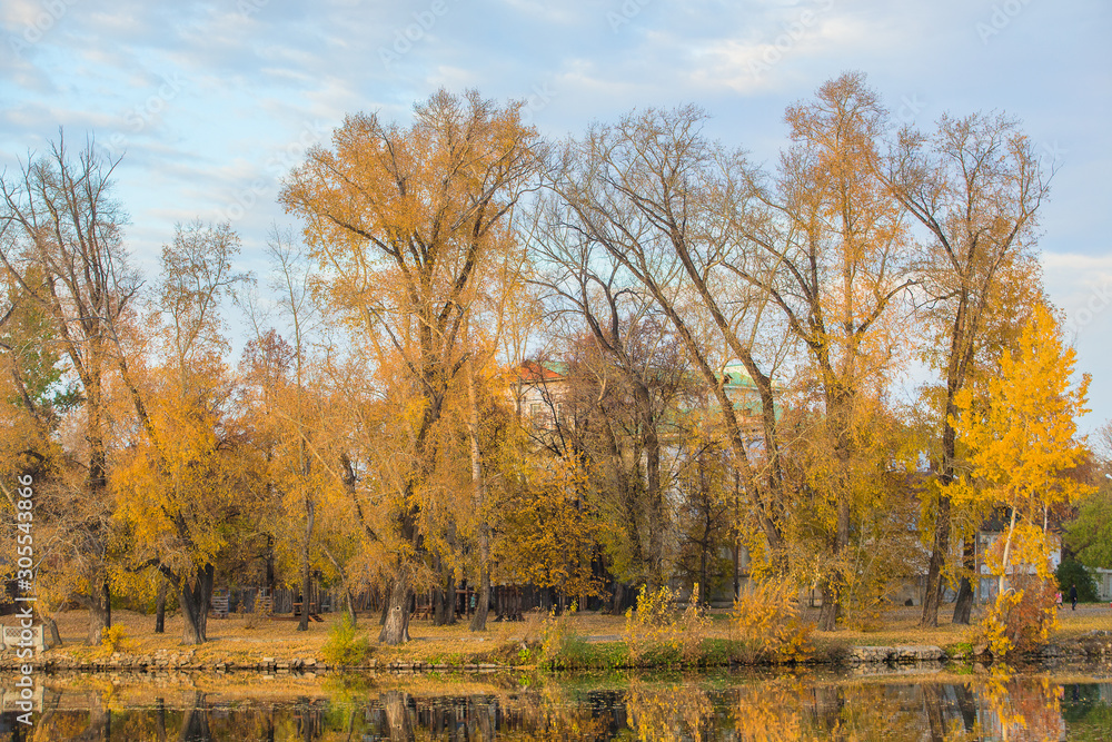 Fototapeta premium andscape with beautiful trees in yellow leaves by the river.